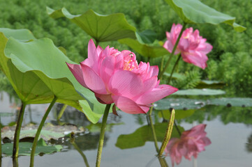 Blossoming lotus flowers