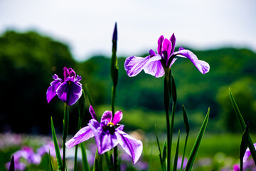 神楽女湖のハナショウブ