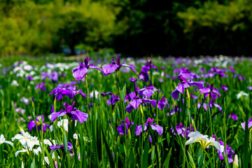 神楽女湖のハナショウブ