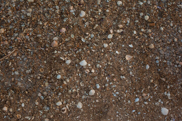 Beach with whole and beaten shells. The mass of shells on the coast of the sea. Texture seashells background. Natural pattern backdrop.