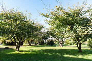 Obraz premium trees in the park
