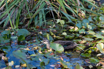 duck in the water