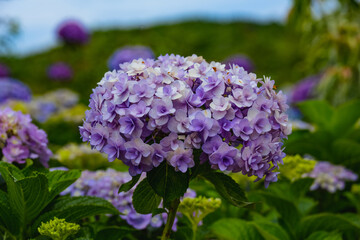 八面山あじさい園