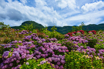 八面山あじさい園