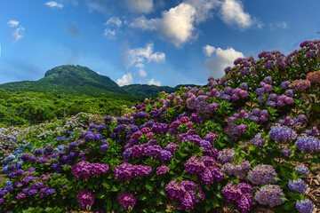 八面山あじさい園