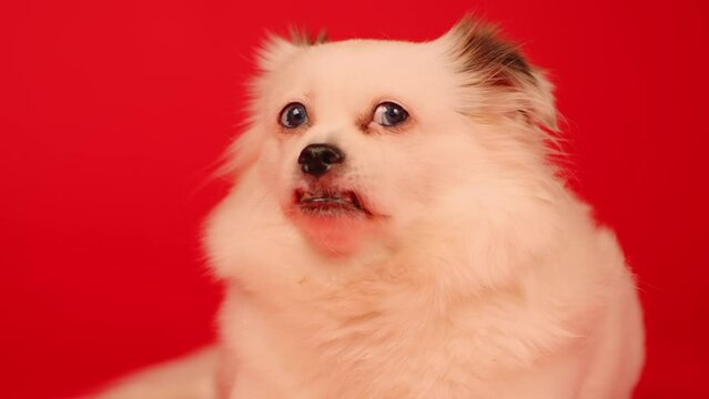 Fluffy white dog lying on red background. Relaxed spitz yawning out of boredom.