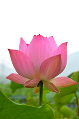 Blossoming lotus flowers