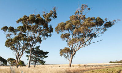tree in the field