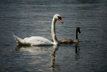 View of family swan with mother and babies swimming in the water