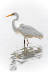 Great Egret