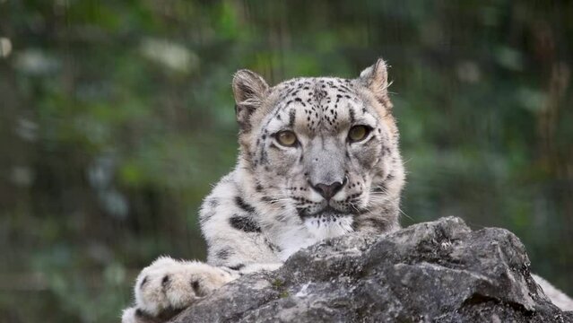 動画の撮影の頃、急に連れ合いを亡くしてちょっと寂しそうなユキヒョウ