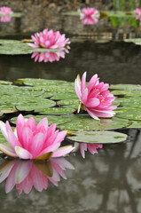 blossoming pink water lilly