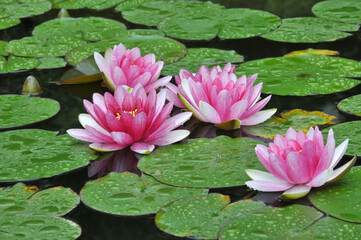 blossoming pink water lilly