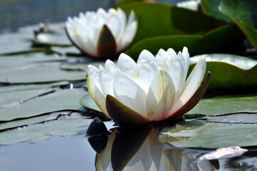 blossoming white water lilly - obrazy, fototapety, plakaty