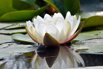 blossoming white water lilly