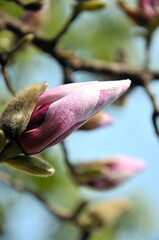  lovely magnolia blossom in springtime
