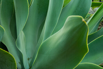 Looking Inside theAgave Attenuata plant at the Lines, Light and Shadow.