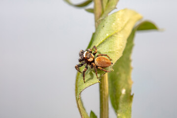 Jumping spider in the wild, North China