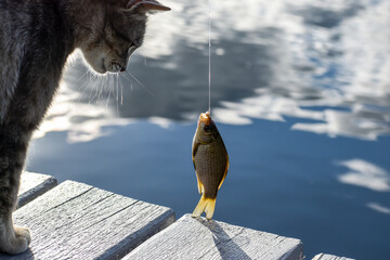 Crucian carp on the hook and the face of a cat looking at the caught fish