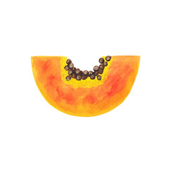 piece of papaya with seeds in the shape of a half ring isolated on white. papaya slice, cut papaya hand drawn realistic gouache illustration