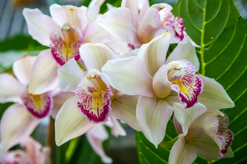 Naklejka na ściany i meble Orchid flower, rare species