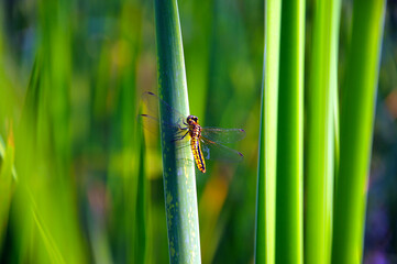 dragonfly on a green leaf