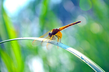 dragonfly on a green leaf