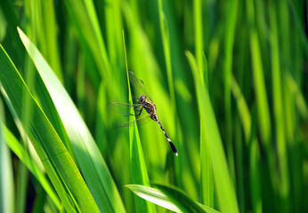 dragonfly on a green leaf