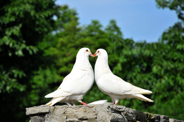 white dove in the park