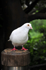 white dove on a fence