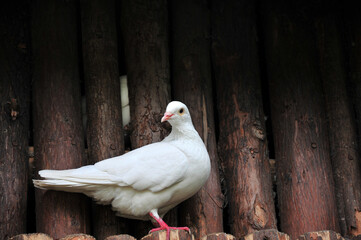 white dove on the fence