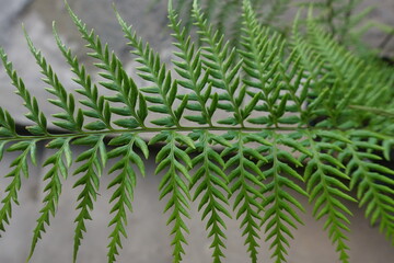 Pteridium aquilinum also known as eagle fern, is a species of fern occurring in temperate and subtropical regions in both hemispheres.