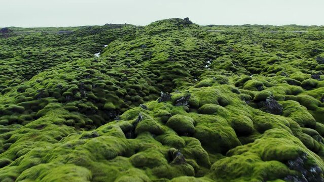 Lava field with green moss field - Birds eye view drone with overcast cloud - Eldhraun, Iceland