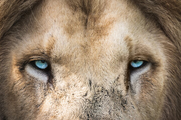 Fototapeta (Panthera Leo) White Lion - Close Up Portrait obraz