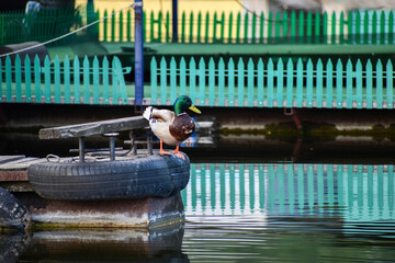 A duck sits by the water against the background of a green decorative fence
