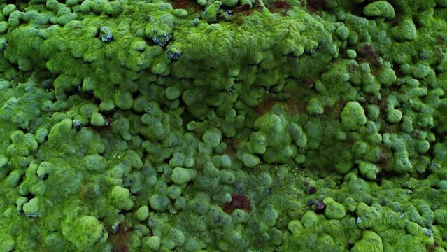 Moss covered lava field with green Birds eye view drone with bits of snow - Eldhraun, Iceland