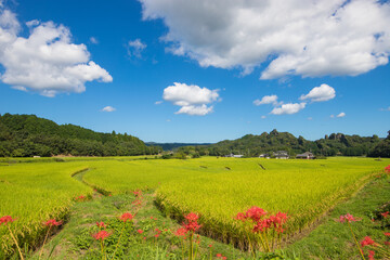 田んぼと彼岸花