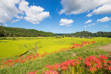 田んぼと彼岸花