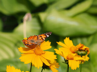A beautiful butterfly drinks nectar on a yellow flower against a background of greenery. The Vanessa cardui butterfly sits on a yellow flower and drinks nectar with its proboscis