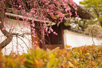 梅の花と日本の家