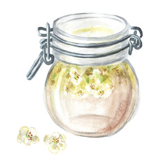 Herbal homemade organic tincture from fresh hawthorn flowers. Hand drawn watercolor illustration isolated on white background