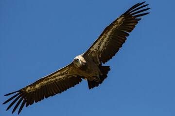 Buitre Leonado en el Parc Natural dels Voltors, Sierra de Mariola