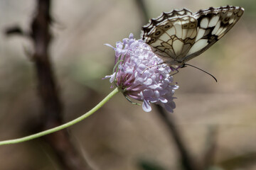 mariposa pontia edusa posada sobre flor de planta centaurea y bonito bokeh en la albufera de Gaines