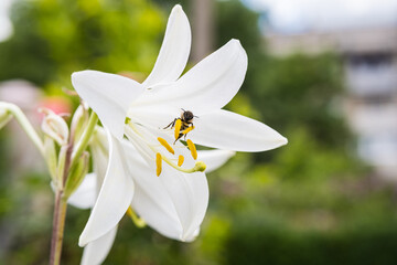 White lilly flower blooming in the garden. Lilly pollinating by honey bee in the flowerbed close up. Blossoming white Lilium candidum, the Madonna lily or white lilly