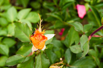 Small rose flower bud with ladybug close up. Orange colored rose flower in the garden pollinating by ladybug