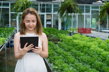 woman in hydroponic farm using technology holding tablet which checking the growth of vegetable...