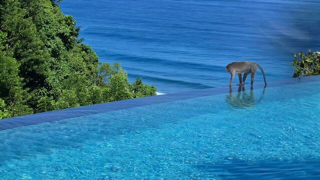 Macaque Monkeys on Luxury Infinity Pool of Tropical Resort, Bali Island, Indonesia