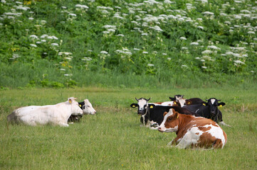 spotted cows in summer meadow near flowers in holland