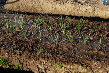 A bed with sprouts of vegetables and onions is watered with water