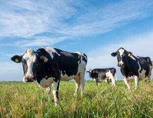 spotted cows in summer meadow near ditch in holland